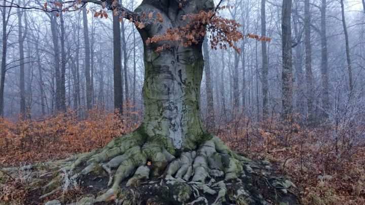 PoChodzenie / Spacer z dr J. Paruselem / Las Rokitnicko-Miechowicki