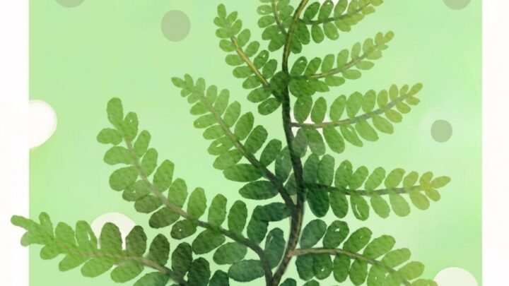 Dzień mchu i paproci